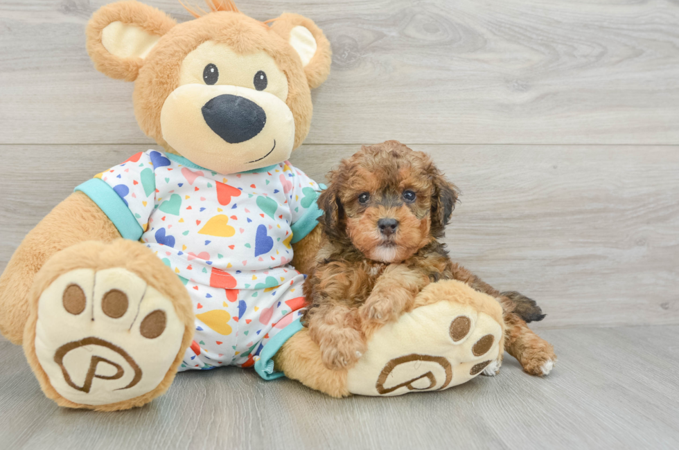 6 week old Havapoo Puppy For Sale - Puppy Love PR