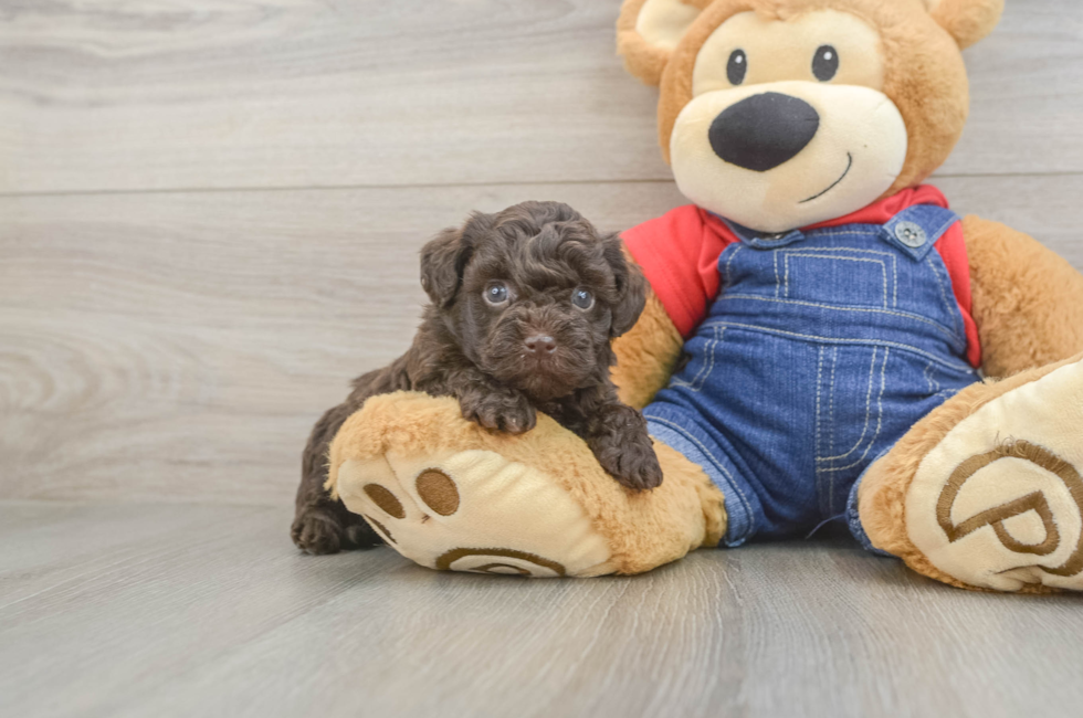 5 week old Havapoo Puppy For Sale - Puppy Love PR