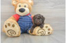 Havapoo Pup Being Cute