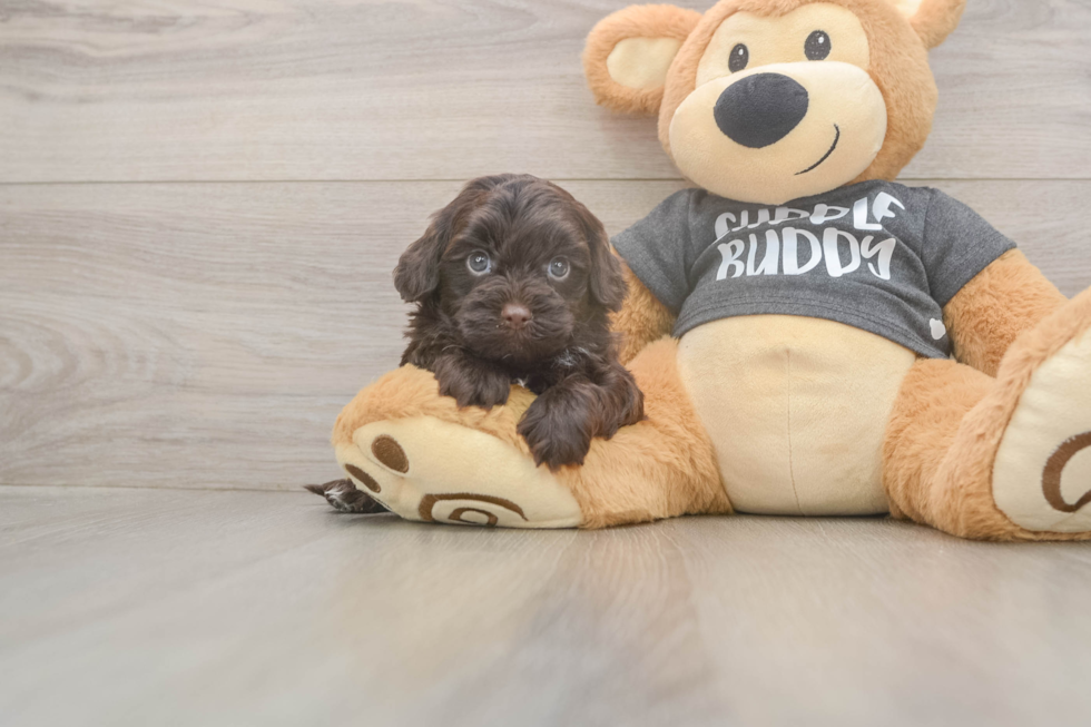 Havapoo Puppy for Adoption