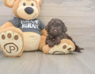 7 week old Havapoo Puppy For Sale - Puppy Love PR