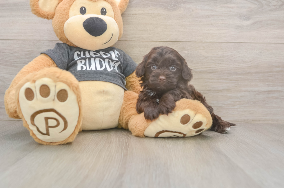 5 week old Havapoo Puppy For Sale - Puppy Love PR