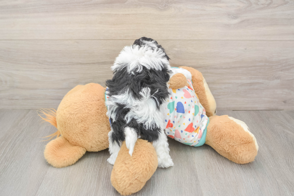 Friendly Havapoo Baby