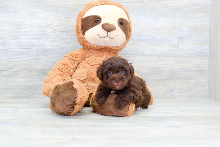 Meet San Juan - our Havapoo Puppy Photo 1/4 - Puppy Love PR Havapoo Pup Being Cute
