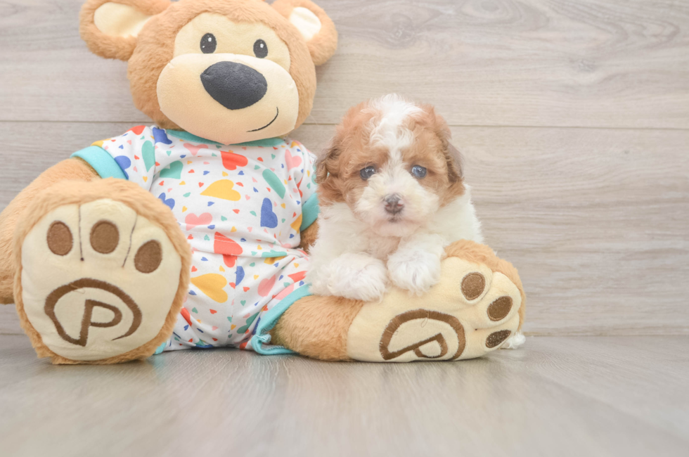 5 week old Havapoo Puppy For Sale - Puppy Love PR