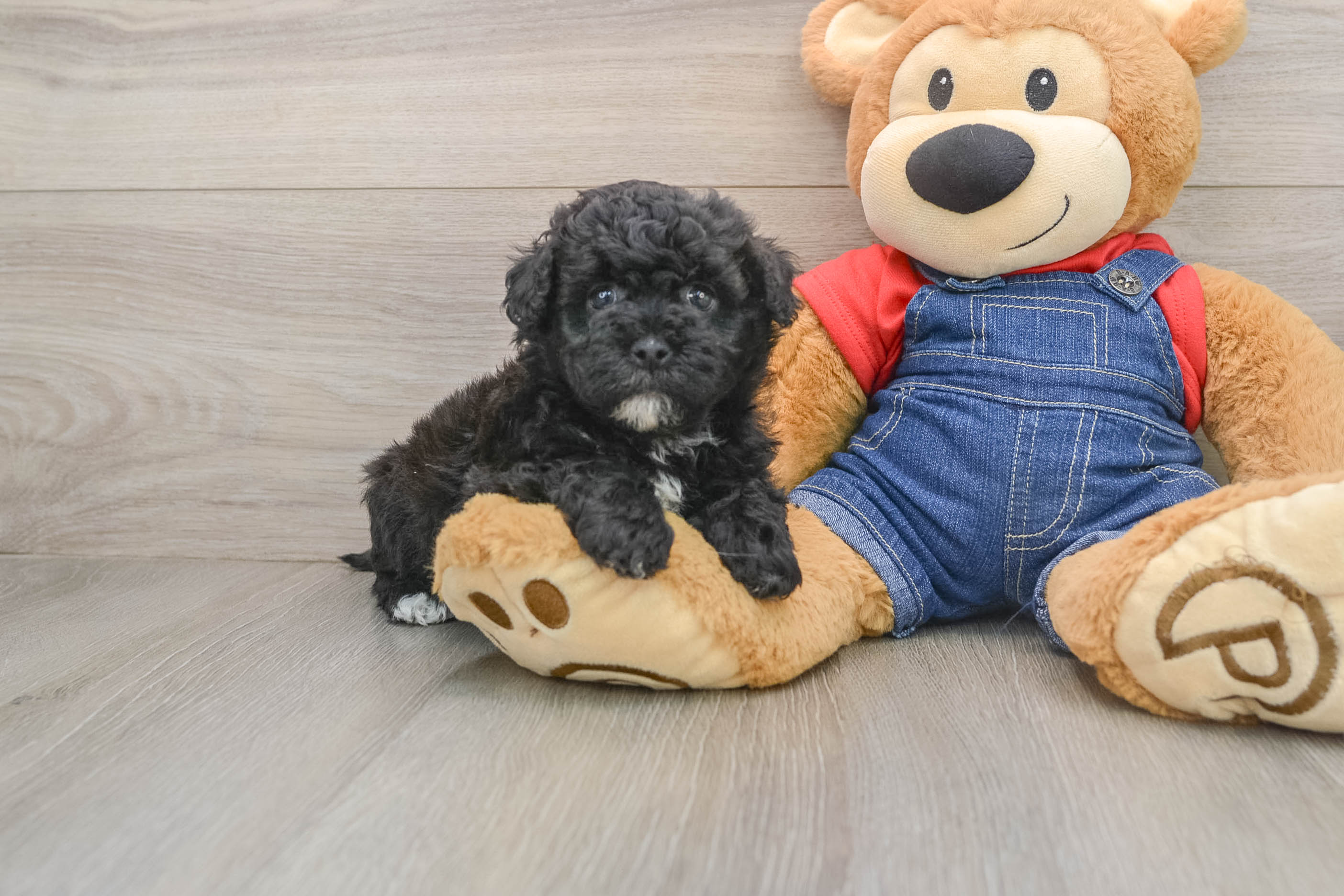 Havapoo Puppy for Adoption