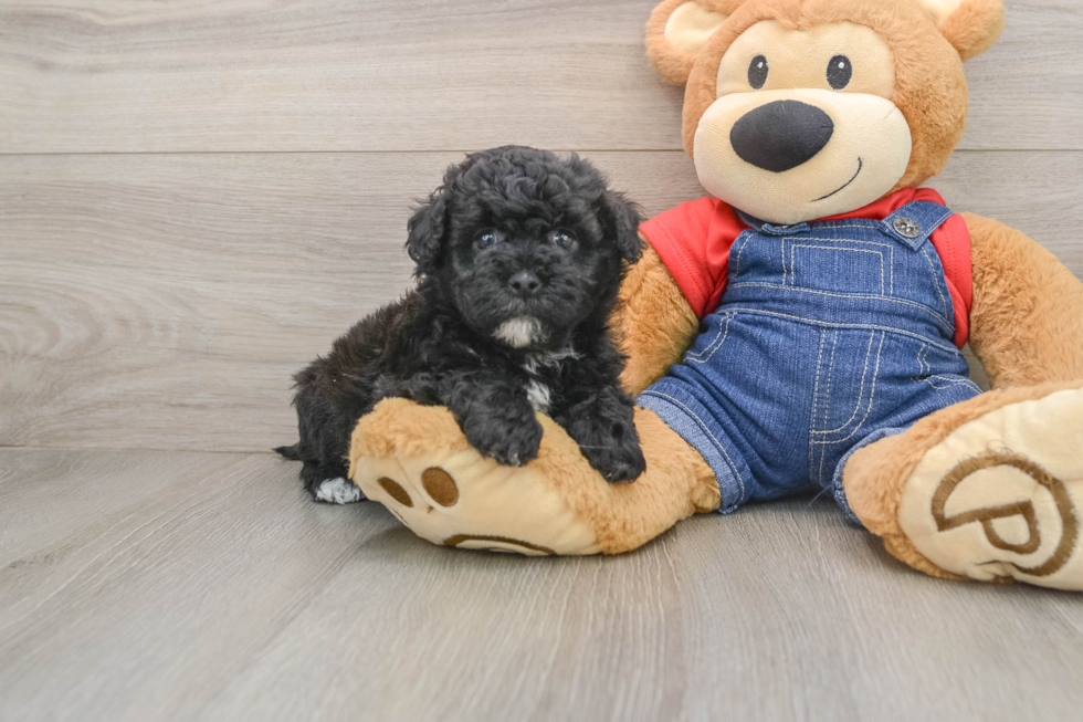 Havapoo Puppy for Adoption