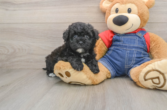 Havapoo Puppy for Adoption