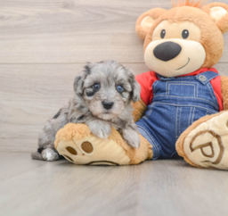 5 week old Havapoo Puppy For Sale - Puppy Love PR