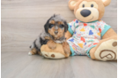 Best Havapoo Baby