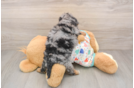Popular Havapoo Poodle Mix Pup