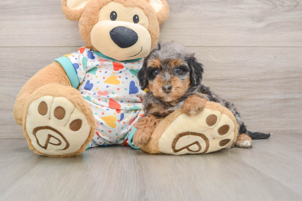 Fluffy Havapoo Poodle Mix Pup