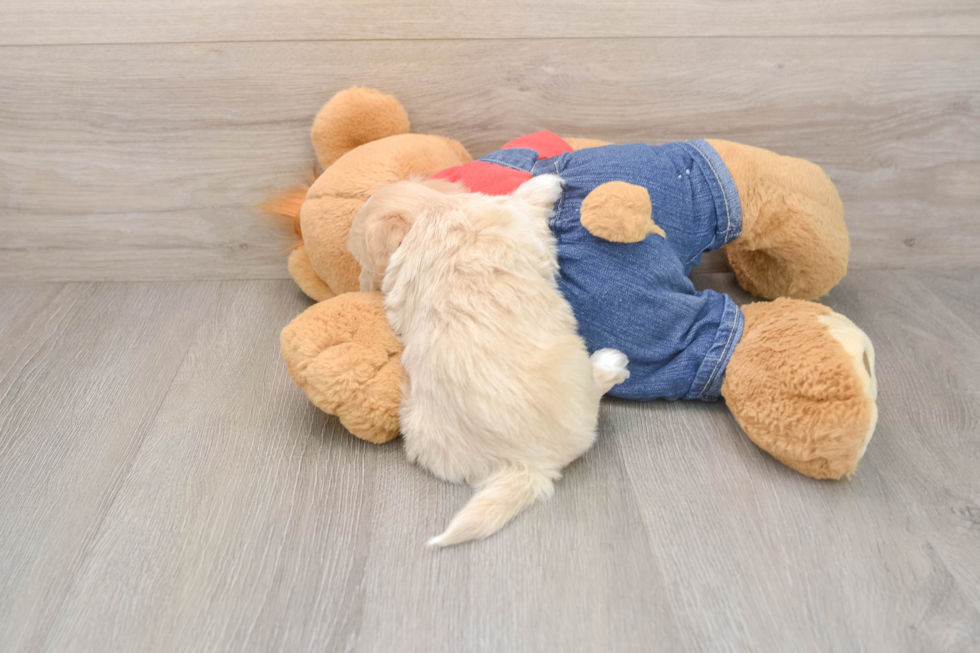 Havapoo Puppy for Adoption