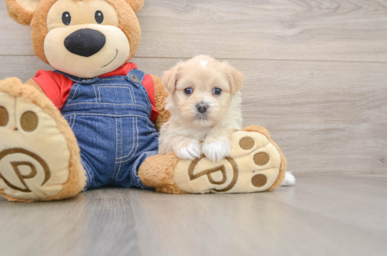 Petite Havapoo Poodle Mix Pup