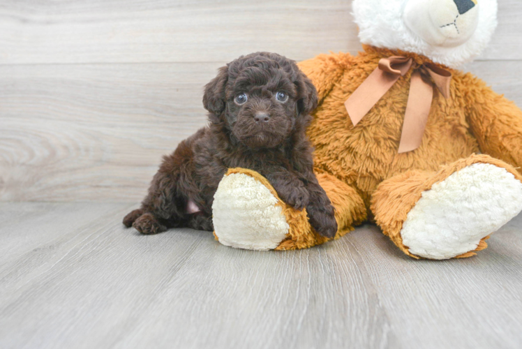Meet Sangria - our Havapoo Puppy Photo 1/3 - Puppy Love PR Best Havapoo Baby