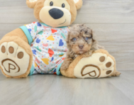 9 week old Havapoo Puppy For Sale - Puppy Love PR
