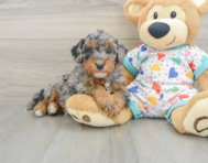 8 week old Havapoo Puppy For Sale - Puppy Love PR