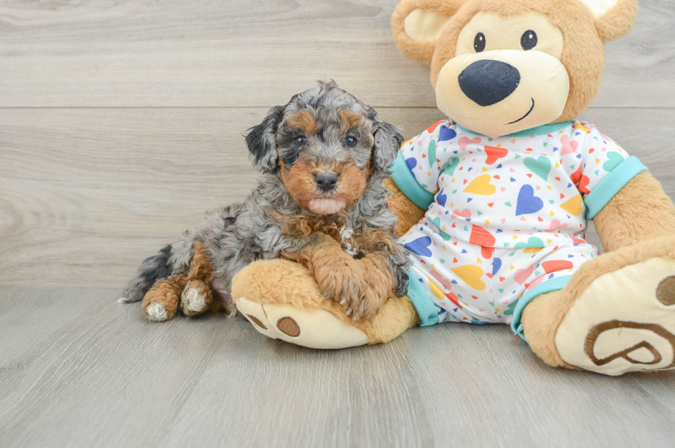 6 week old Havapoo Puppy For Sale - Puppy Love PR