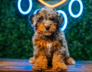 9 week old Havapoo Puppy For Sale - Puppy Love PR