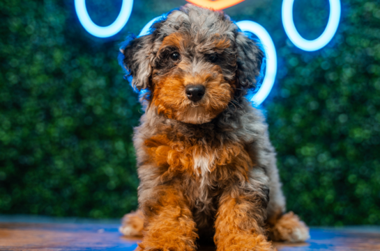 Havapoo Pup Being Cute
