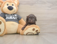 7 week old Havapoo Puppy For Sale - Puppy Love PR