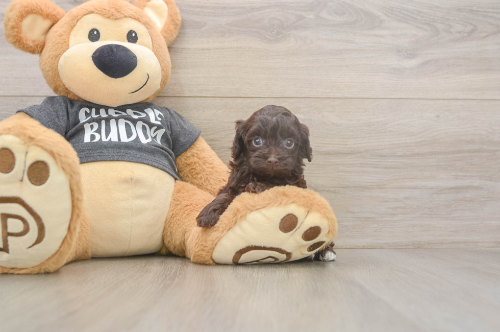 5 week old Havapoo Puppy For Sale - Puppy Love PR