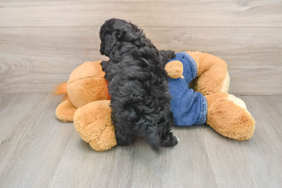 Adorable Havadoodle Poodle Mix Puppy