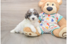 Adorable Havadoodle Poodle Mix Puppy