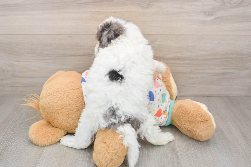 Hypoallergenic Havadoodle Poodle Mix Puppy