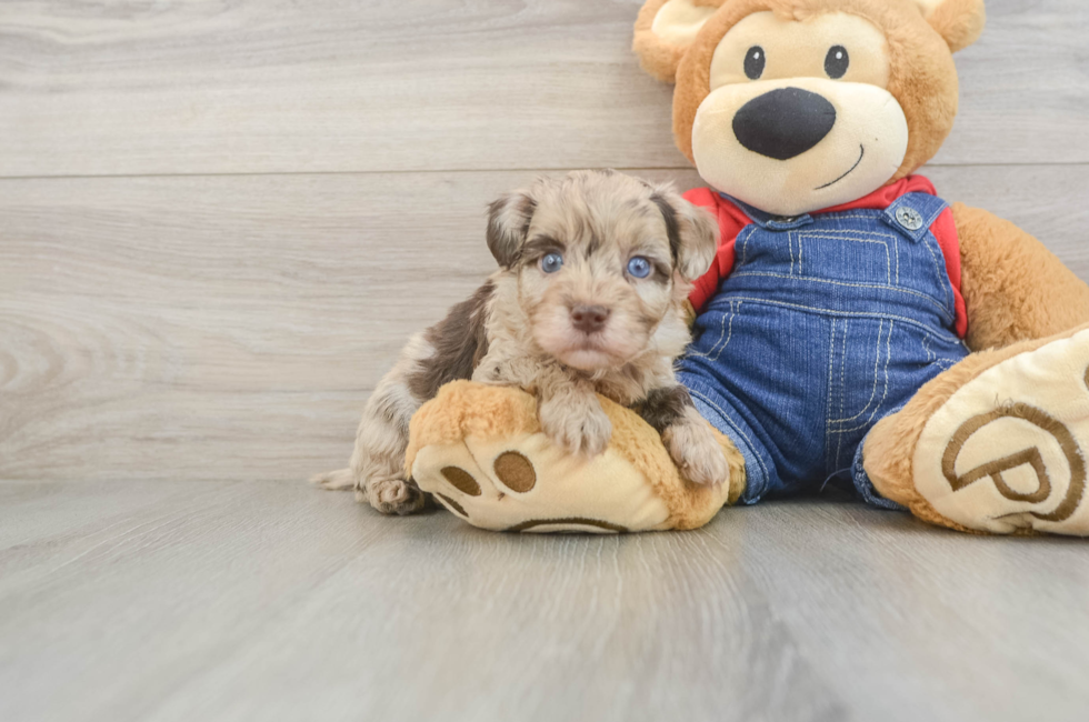 5 week old Havapoo Puppy For Sale - Puppy Love PR