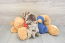 Popular Havapoo Poodle Mix Pup