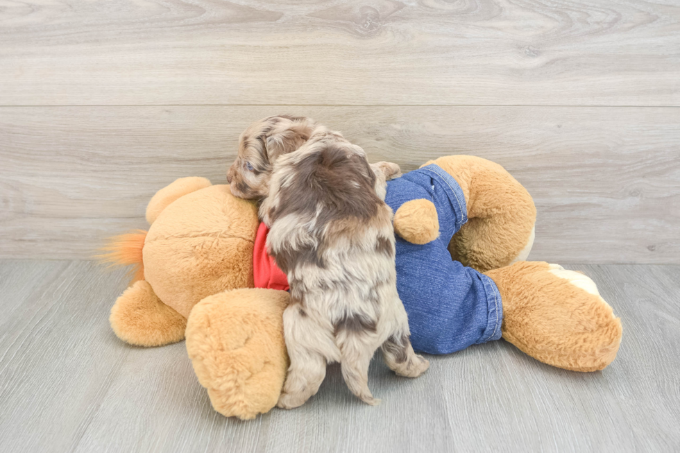 Popular Havapoo Poodle Mix Pup