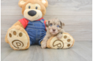 Adorable Havadoodle Poodle Mix Puppy