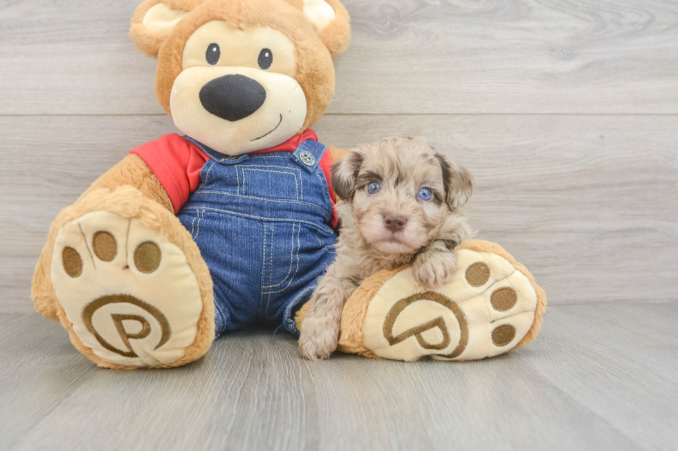 Adorable Havadoodle Poodle Mix Puppy