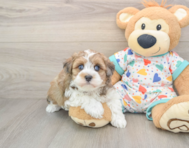 7 week old Havapoo Puppy For Sale - Puppy Love PR