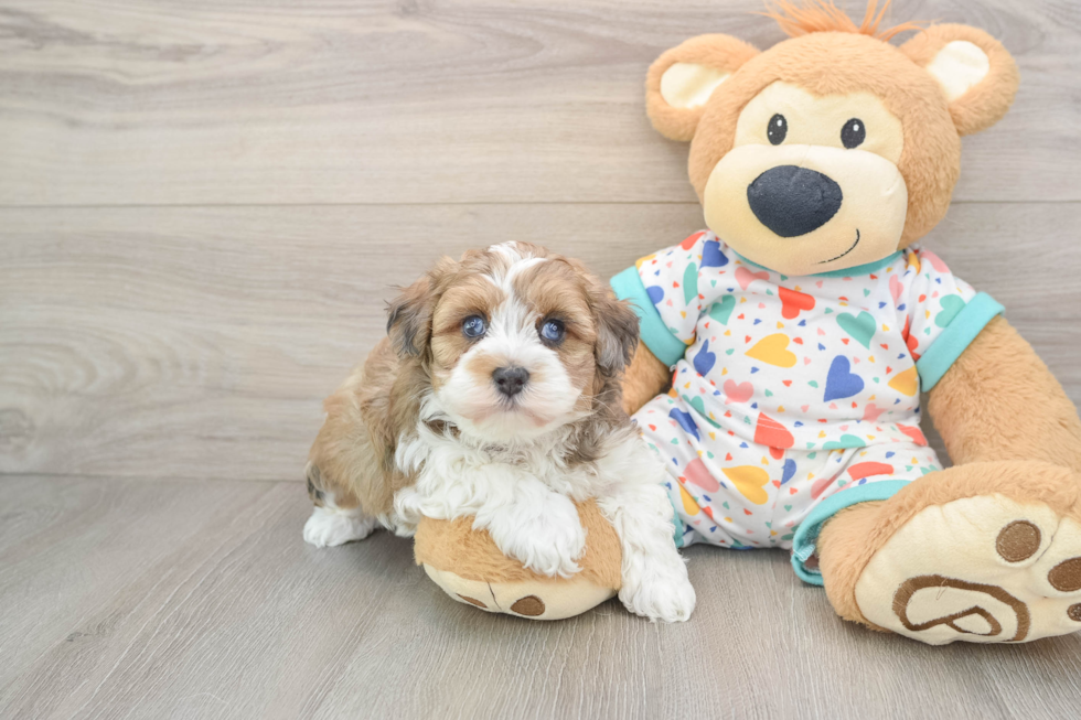 Popular Havapoo Poodle Mix Pup