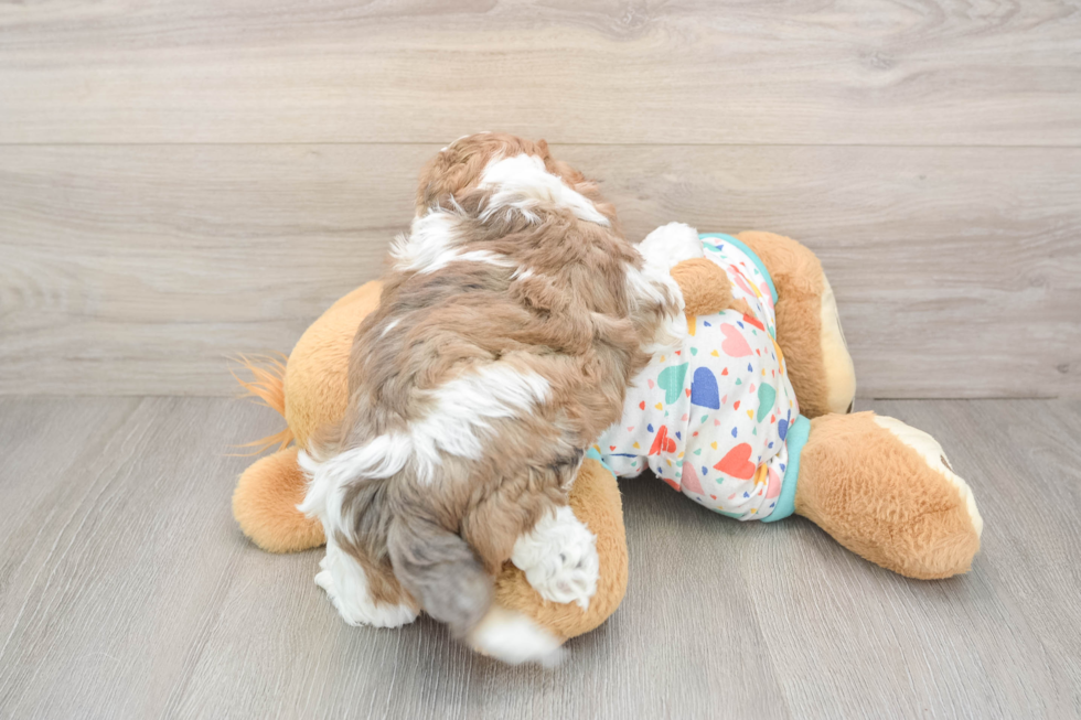 Havapoo Pup Being Cute