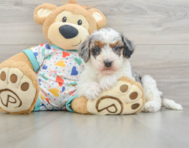 8 week old Havapoo Puppy For Sale - Puppy Love PR