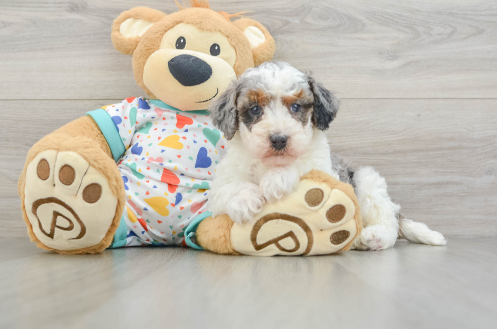 6 week old Havapoo Puppy For Sale - Puppy Love PR