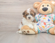 8 week old Havapoo Puppy For Sale - Puppy Love PR