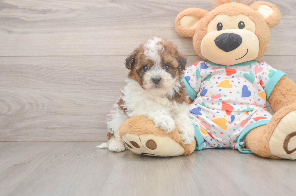 5 week old Havapoo Puppy For Sale - Puppy Love PR