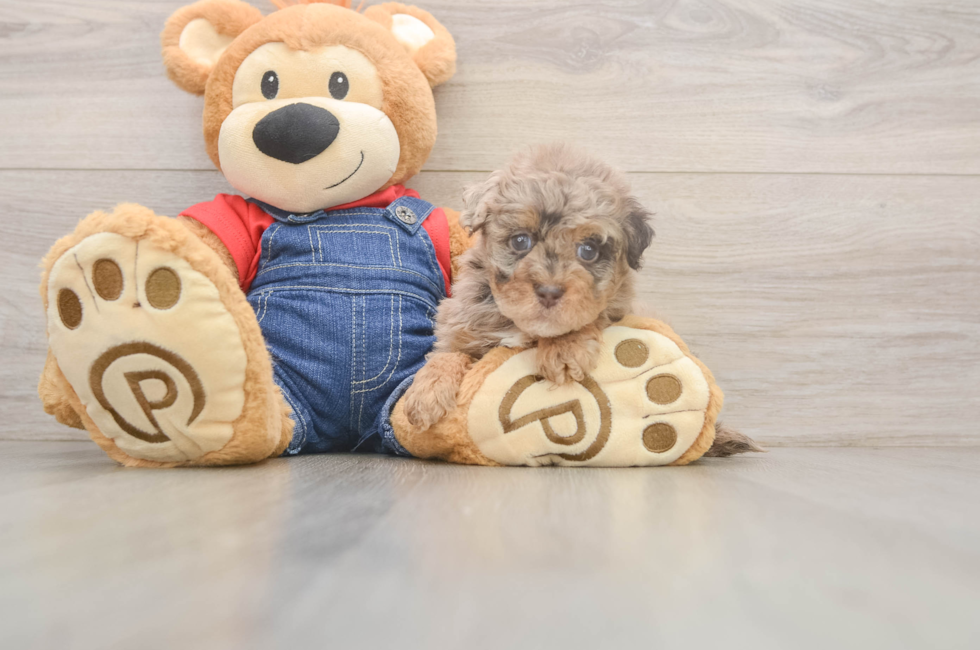 7 week old Havapoo Puppy For Sale - Puppy Love PR
