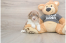 Adorable Havadoodle Poodle Mix Puppy
