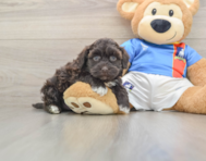 8 week old Havapoo Puppy For Sale - Puppy Love PR