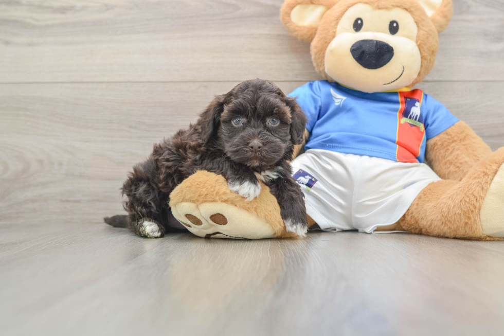 Energetic Havadoodle Poodle Mix Puppy