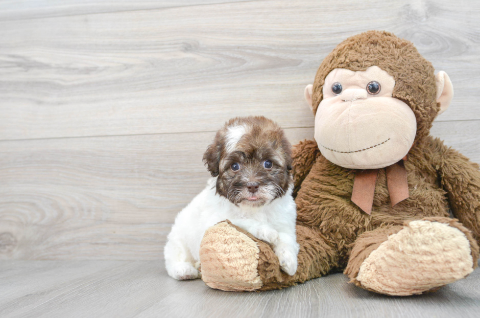 6 week old Havapoo Puppy For Sale - Puppy Love PR