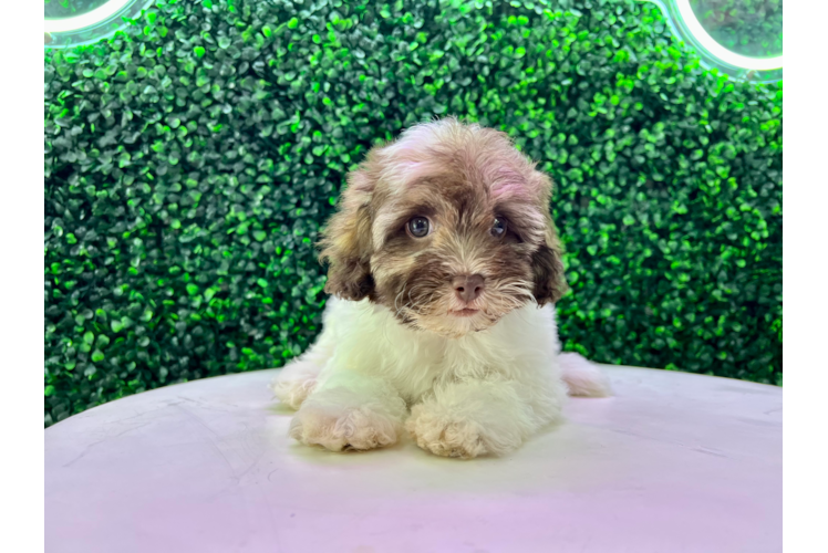 Meet Shakira - our Havapoo Puppy Photo 1/4 - Puppy Love PR Havapoo Puppy for Adoption