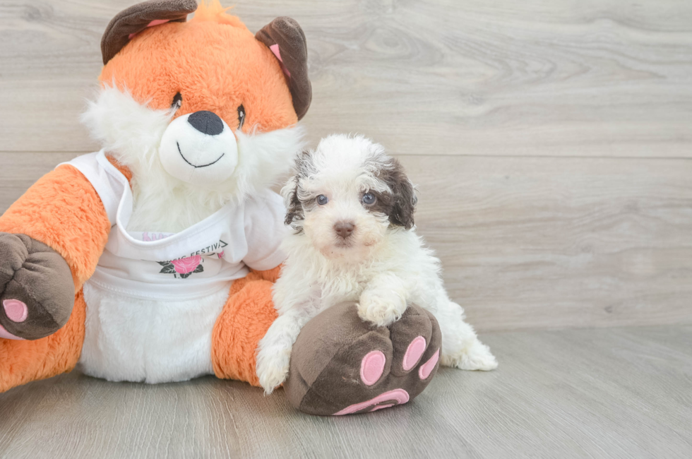 6 week old Havapoo Puppy For Sale - Puppy Love PR