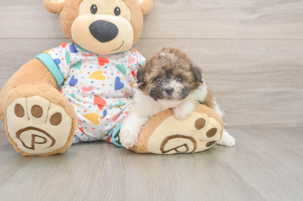 5 week old Havapoo Puppy For Sale - Puppy Love PR