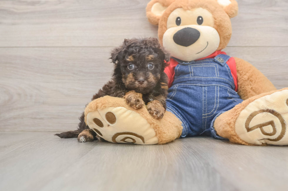 7 week old Havapoo Puppy For Sale - Puppy Love PR